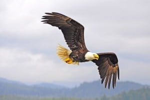 Eagle