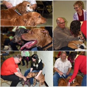 Blessing of the Animals Collage