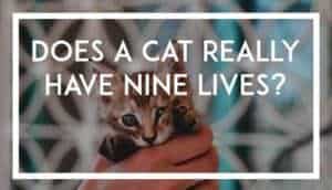 Does a cat really have nine lives?